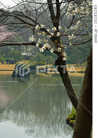 六義園・コブシの花咲く 10185285