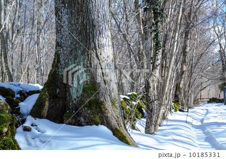 Winter tree trunk 10185331