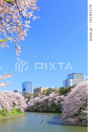 桜咲く千鳥ヶ淵緑道 桜咲く千鳥ヶ淵緑道 10185370