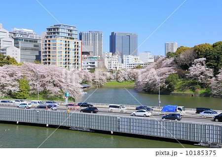 桜咲く千鳥ヶ淵緑道 10185375