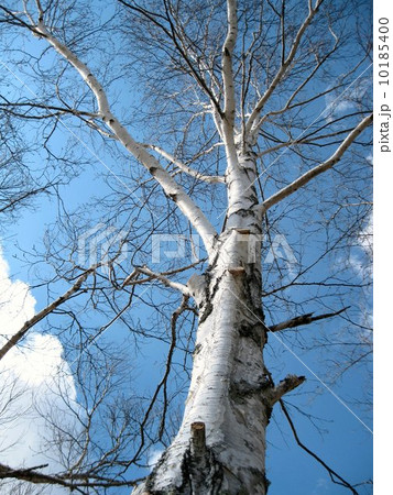 白樺の木 10185400