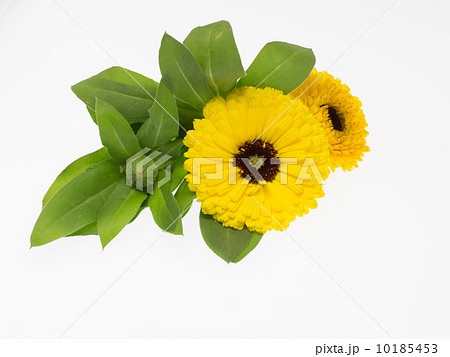 黄色の金盞花 10185453