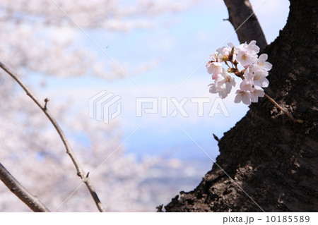 桜 10185589