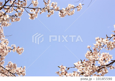 桜 10185590