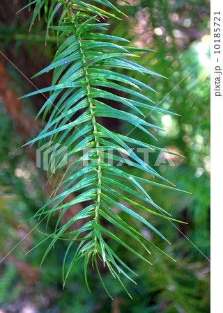 コウヨウザンの葉 10185721