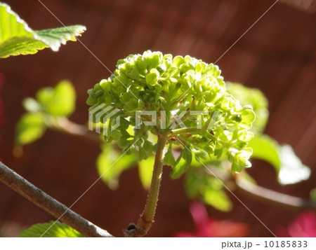 開き始めた　オオデマリ　の花 10185833