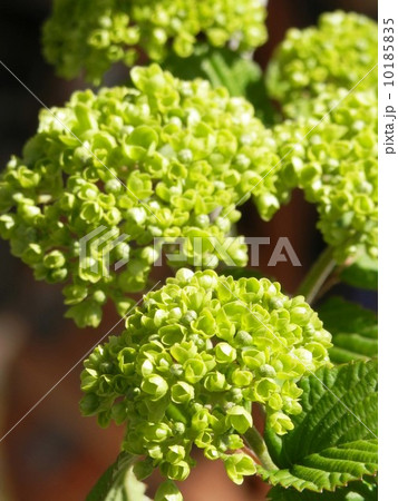 開き始めた　オオデマリ　の花 10185835