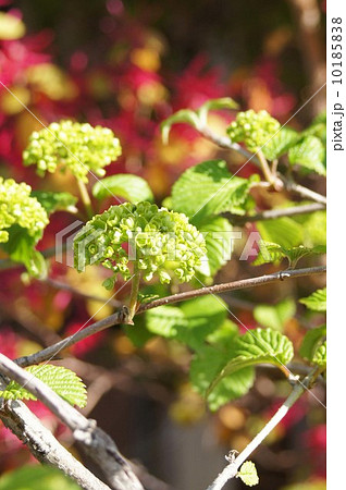 開き始めた オオデマリ の花 開き始めた オオデマリ の花 10185838