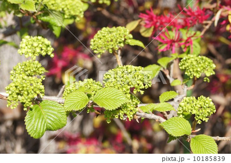 開き始めた オオデマリ の花 開き始めた オオデマリ の花 10185839