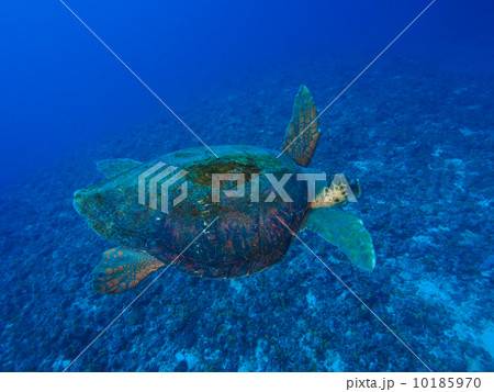 アカウミガメ アカウミガメ 10185970