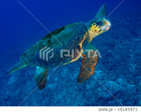 アカウミガメ 10185971
