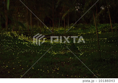 ヒメホタル2ヒメホタル, ヒメボタル, 10186043