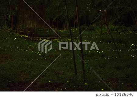 ヒメホタル3 10186046