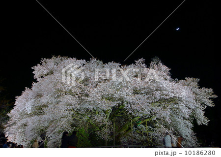 一心行の大桜 一心行の大桜 10186280