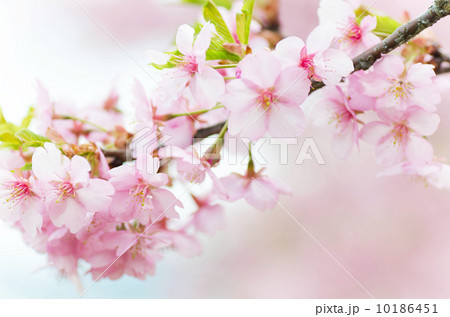 桜花 桜花 10186451