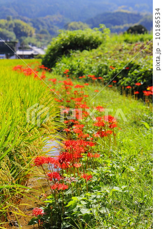畦道に咲く彼岸花 畦道に咲く彼岸花 10186534