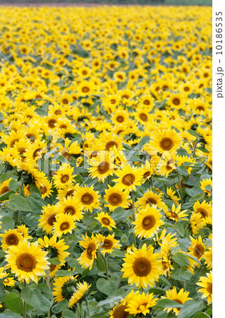 ひまわり畑 ひまわり畑 10186535