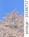 青空と桜 10186717