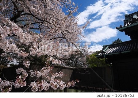 皇居と桜 10186752