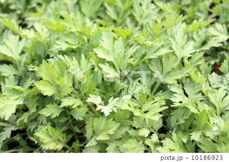 ヨモギ ヨモギ 10186923