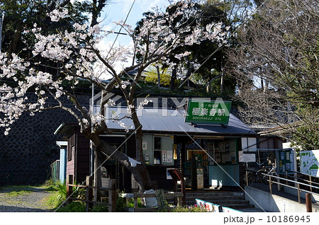 春の極楽寺駅 春の極楽寺駅 10186945