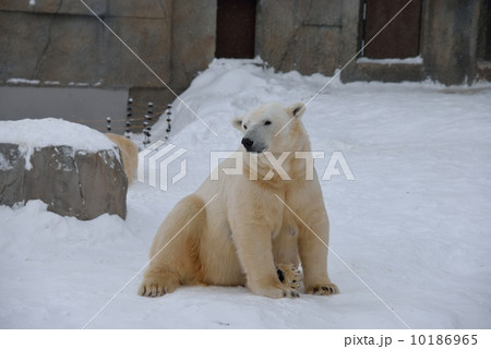 冬のシロクマ 冬のシロクマ 10186965