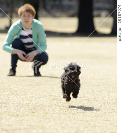 走る黒いトイプードル 10187074