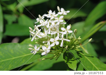 シロバナサンタンカ シロバナサンタンカ 10187553