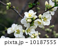 木瓜の花 10187555
