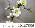 木瓜の花 10187556