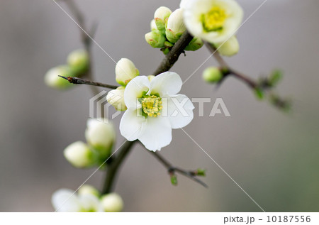 木瓜の花 10187556