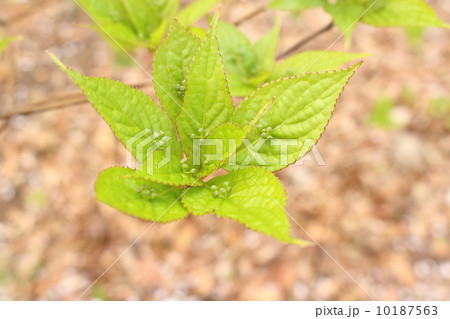 ハナイカダ 10187563