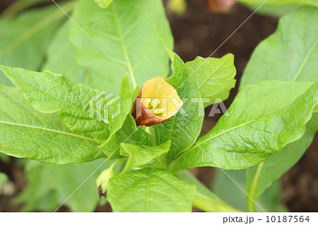 ハシリドコロ 10187564