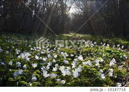 Wood anemones Wood anemones 10187716