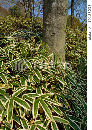 六義園・クマザサ繁る 六義園・クマザサ繁る 10188033