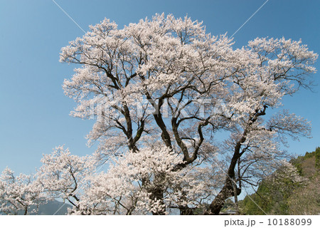 ひょうたん桜　樹齢５００年　高知県仁淀川町　桜地区　青空 10188099