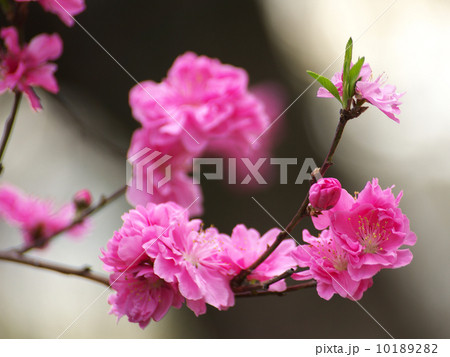ハナモモ桃色の花と蕾 10189282