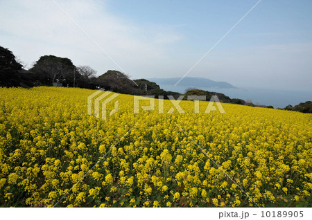 菜の花畑 菜の花畑 10189905