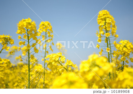 菜の花畑 菜の花畑 10189908