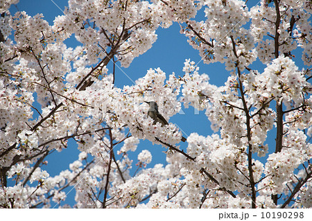 桜とヒヨドリ 10190298