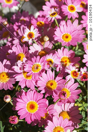 マーガレット 10190434