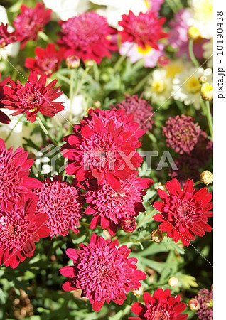 マーガレット 10190438