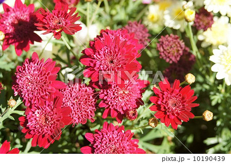 マーガレット 10190439