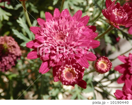 マーガレット 10190440