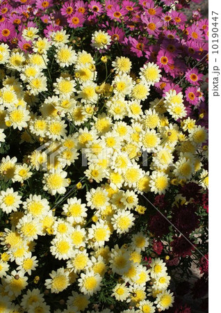 マーガレット 10190447