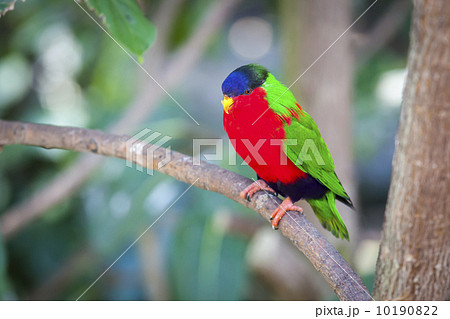 Collared Lory of the Fiji Islands 10190822