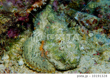 オニダルマオコゼ オニダルマオコゼ 10191328