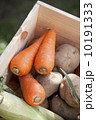 にんじん　じゃがいも　たまねぎ　野菜 10191333