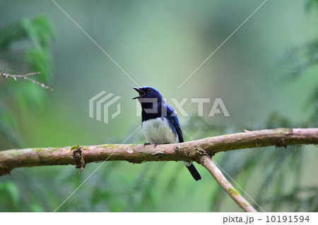 オオルリ 10191594