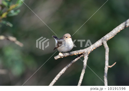 オジロビタキ オジロビタキ 10191596